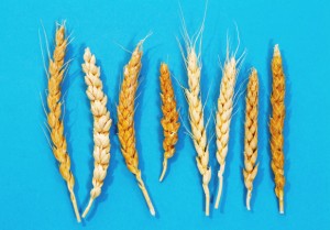 GD-in-wheat-21-582x406